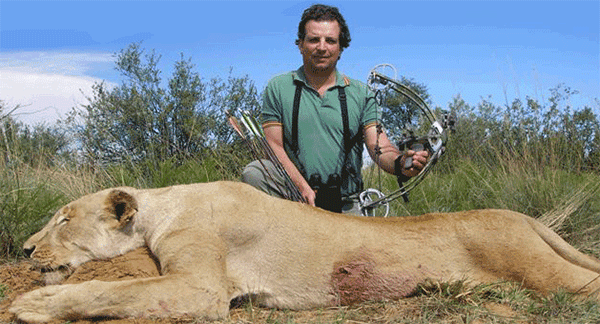 Liberty I bow takes huge African lion