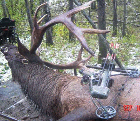 a monster elk taken on Michigan elk hunt with Liberty I bow